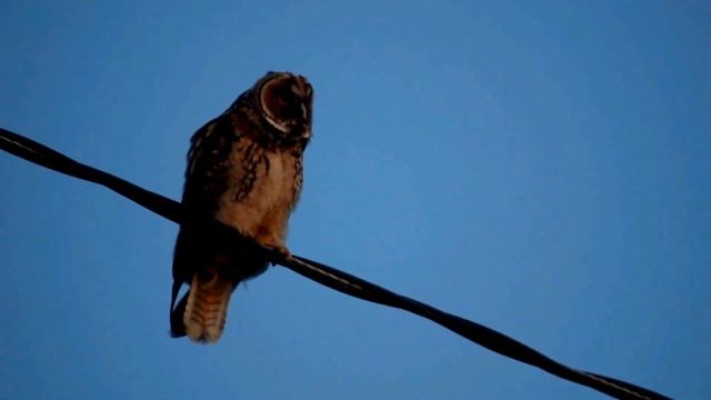Совёнок ушастой совы смотреть онлайн