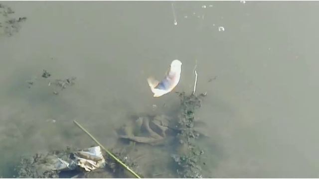 РыбалкА в ДеревнЕ на ФидеР ! смотреть онлайн