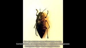 Исследование надкрылий жуков. Поиск антигравитационных структур (по материалам В.С. Гребенникова)