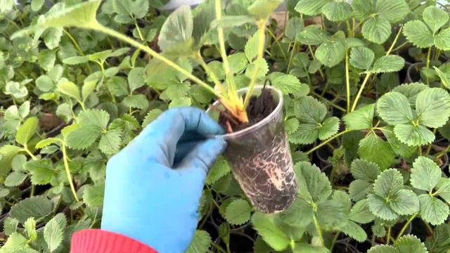 Рассада на 25 апреля🌱 🌱🌱 . Первые отправки📦📦📦 смотреть онлайн