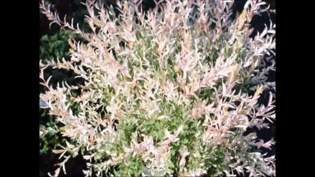 A Shrub Fomed willow Dappled Willow Salix integra 'Hakuro Nishiki' смотреть онлайн