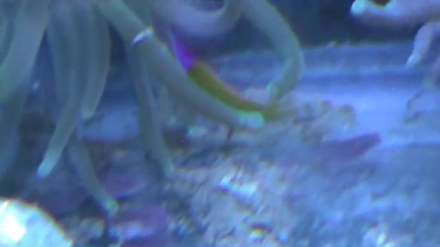 Bicolor Dottyback or False Gramma Yellow and Purple Fish swimming with Anemone смотреть онлайн