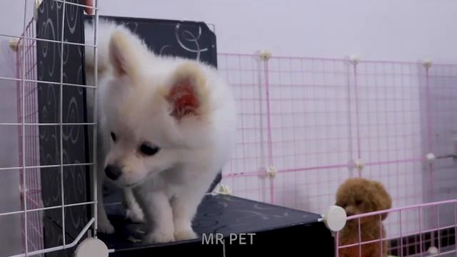 DIY Cute Pomeranian Dog House With Cube Grid Wire | Poodle Puppies & Kitten Cat | MR PET #80 смотреть онлайн