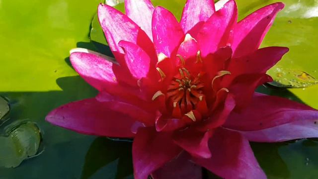 Нимфея Vesuve (nymphaea Vesuve) смотреть онлайн