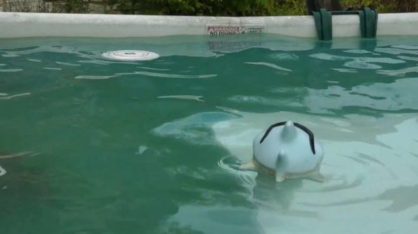 Cutest Capybara So Adorable in Pool