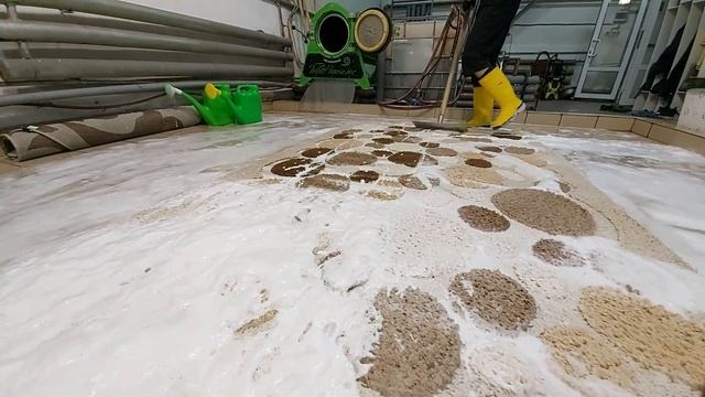 Satisfying Washing Of A Carpet With A Long Pile - Splashes Of Foam Scatter In Different Directions!