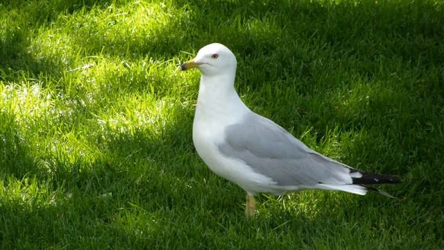 Американская сказка на ночь — Линкольн-парк в Чикаго смотреть онлайн