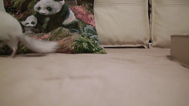 Шиншиллы в Екатеринбурге. Бело-розовый Бархат Shine Finn. смотреть онлайн