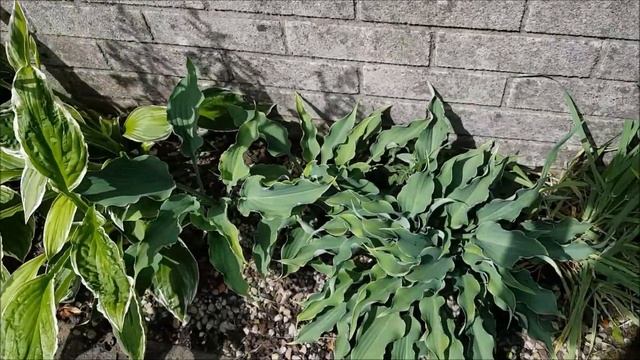 Hosta Albomarginata/Hosta Hyacinthina, A Presentation, More Then Just Leaves