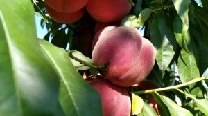 Персик Роял Джим (Royal Jim) поздний