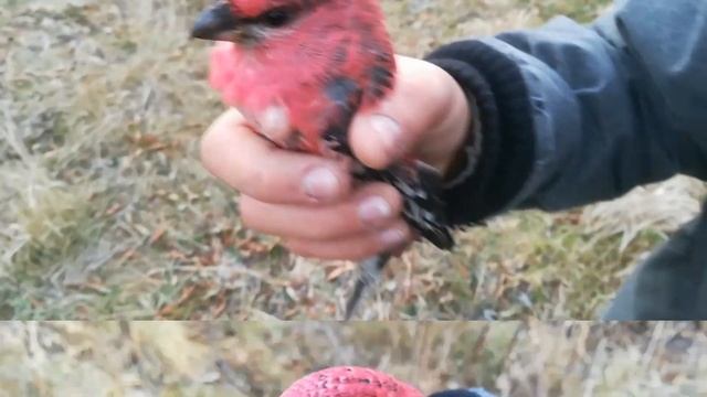 Ловля малиновых щуров смотреть онлайн
