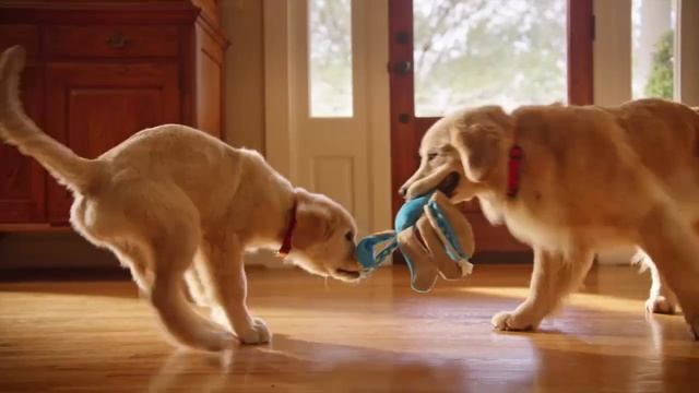 Hill's Science Plan Youthful Vitality Dogs ITA смотреть онлайн