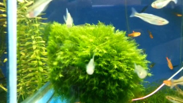 Мох Феникс смотреть онлайн