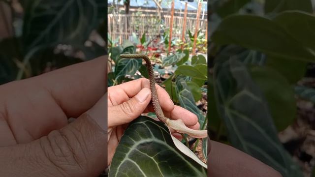 New Hybrid From Anthurium Magnificum X Anthurium Clarinervium #tanamanhias #anthuriumhybrid