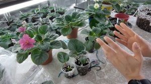 Как правильно вырастить фиалку от листа до цветущей розетки новичку, все этапы развития фиалок.