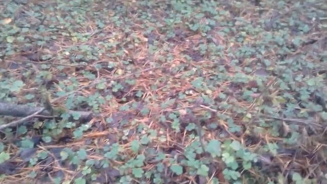 20201024 144424 Сыроедение зелень заячья капуста смотреть онлайн