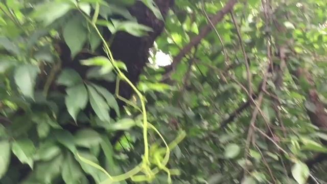 ВОТ ЧТО БЫВАЕТ, ЕСЛИ ДРАЗНИТЬ ШЕРШНЕЙ!!! смотреть онлайн