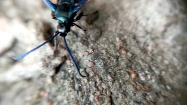 Butterfly | Sesiidae | Macroshot