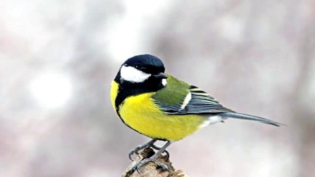 Пение птиц - синица смотреть онлайн
