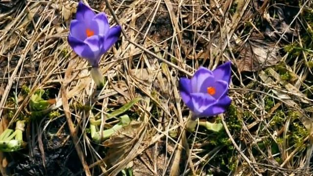 Link with the Lynx - Go Wild смотреть онлайн