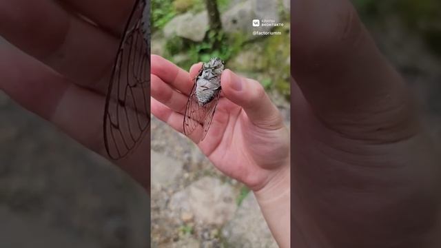 Цикадка ? смотреть онлайн