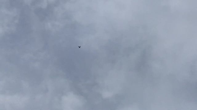 ? Подкидываем молодых голубей. Николаевские голуби 2020 смотреть онлайн