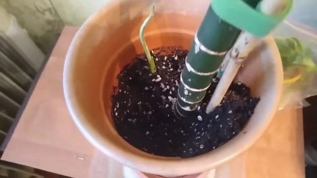 Диффенбахия