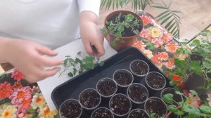 Кампанула("Жених и Невеста")- черенкование