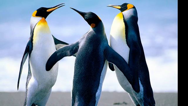 23.09.2014 Maddyson, Cake, Faker. Поле чудес, Сто к одному, Haxball смотреть онлайн