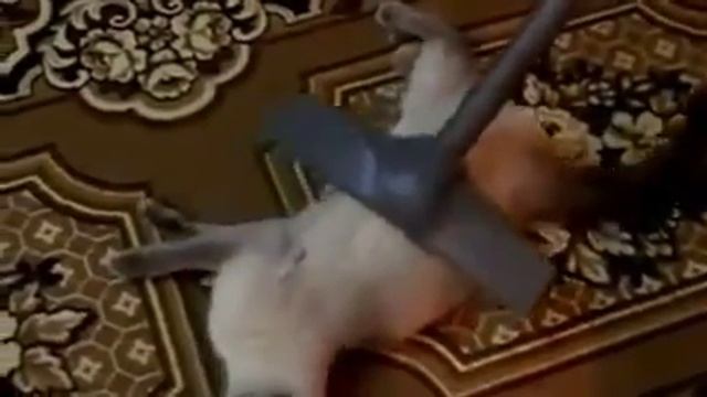 Кошки приколы Массаж пылесосом для кота смотреть онлайн
