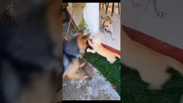 Эти весёлые малышки