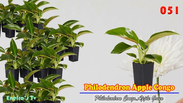 100+ TRENDING PHILODENDRON VARIETIES/TYPES/ SPECIES NAME IDENTIFICATION. смотреть онлайн