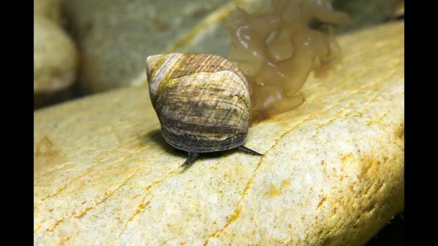 брюхоногие Архангельской области смотреть онлайн