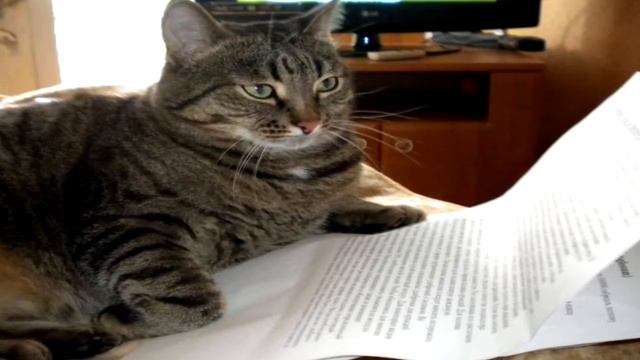 8 САМЫХ УМНЫХ ЖИВОТНЫХ смотреть онлайн