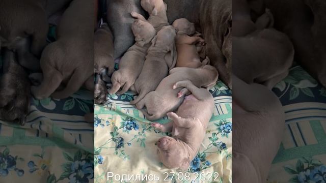 Малыши породы Прайтер редкие окрасы от лучших родителей !!! смотреть онлайн
