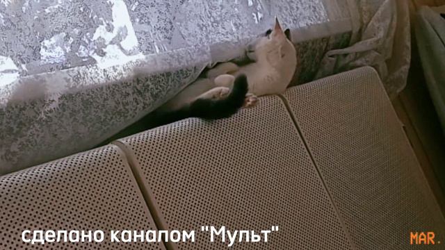 Как интересно моются кошка #кошка #cat #cute смотреть онлайн