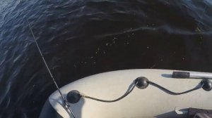 СОМ НА КВОК. ЛОВЛЯ НА КУРИНУЮ ПЕЧЕНЬ.