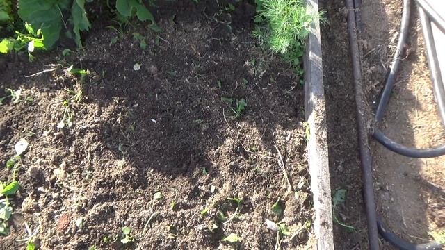 Грядку, на которой росла морковь, готовим под озимый чеснок.