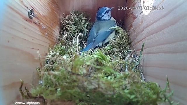 Blue Tit Nest Destroyed [VIEWER DISCRETION ADVISED] Female blue Tit Stuck in Nest / Rescued Blue Ti смотреть онлайн