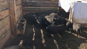 Вьетнамские свиньи. Урок №1. Порода. Правила выбора и покупки поросят.