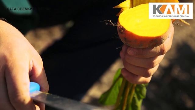 Желтая свекла Болдор от Бейо Заден смотреть онлайн