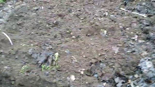 Can I Plant Potatoes With Long Sprouts?🥔 смотреть онлайн