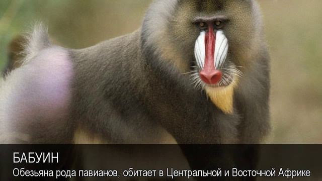 Бабуин. Толковый Видеословарь русского языка смотреть онлайн