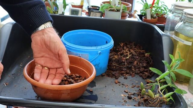 Repotting Coelogyne fimbriata смотреть онлайн