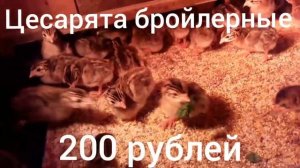 Цесарята бройлерные Франция.