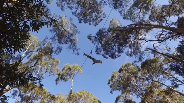 "Speed Line" Zip line rigging control tree removal смотреть онлайн