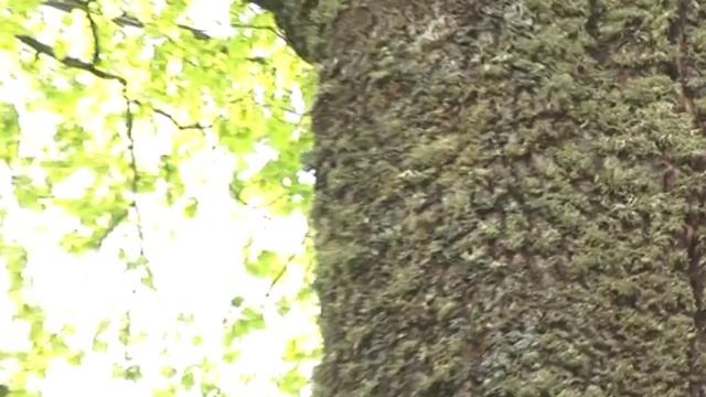 Дерево жизни смотреть онлайн
