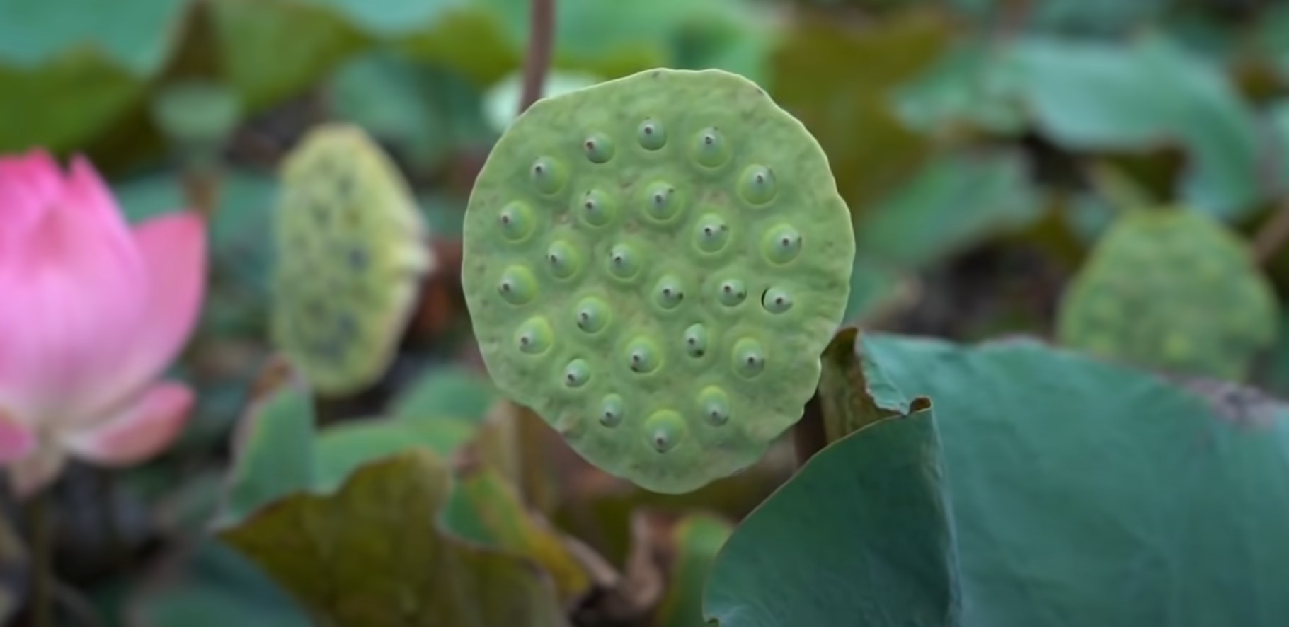 Лотос орехоносный / Как это растет смотреть онлайн