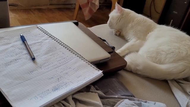 Что кошка думает о людях! Смотреть и слушать! )) смотреть онлайн