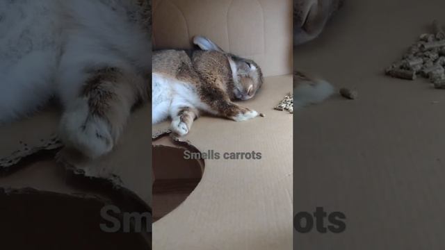 Bunny dreaming of carrots смотреть онлайн